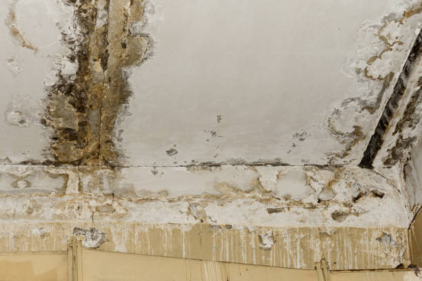 Best 24/7 water damage repair  in Kankakee, IL