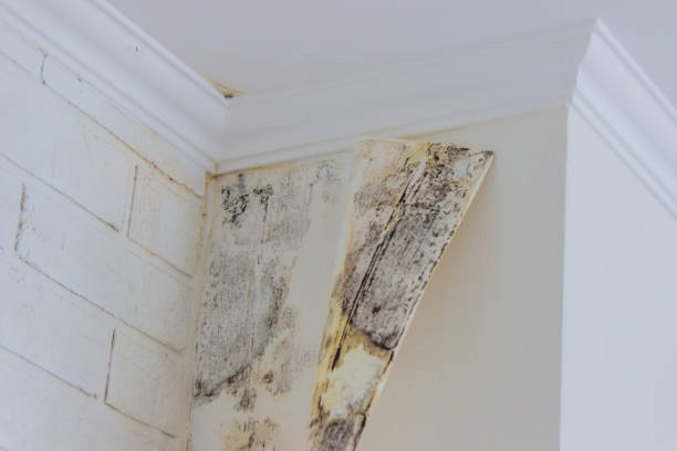 Best Residential water damage restoration  in Kankakee, IL